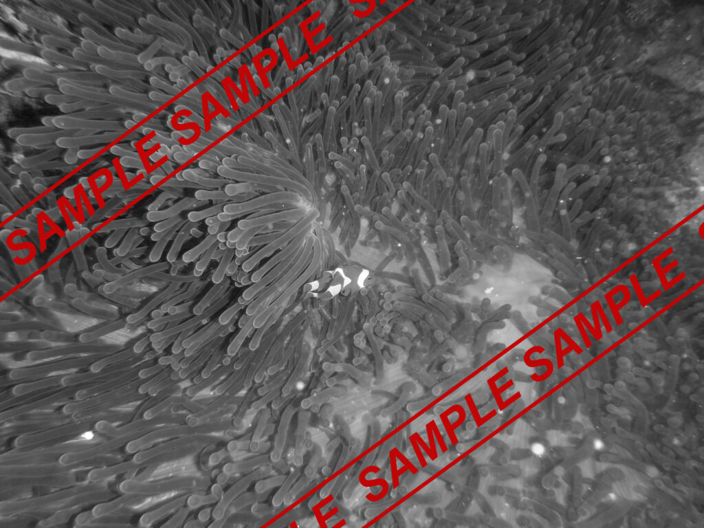 sample, placehoodler image
