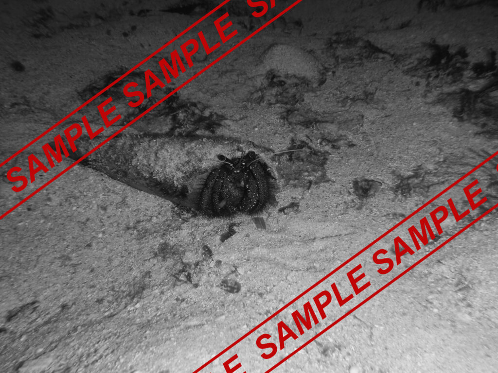 Sample, placeholder image