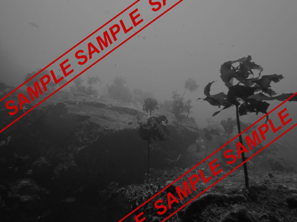 sample, placeholder image