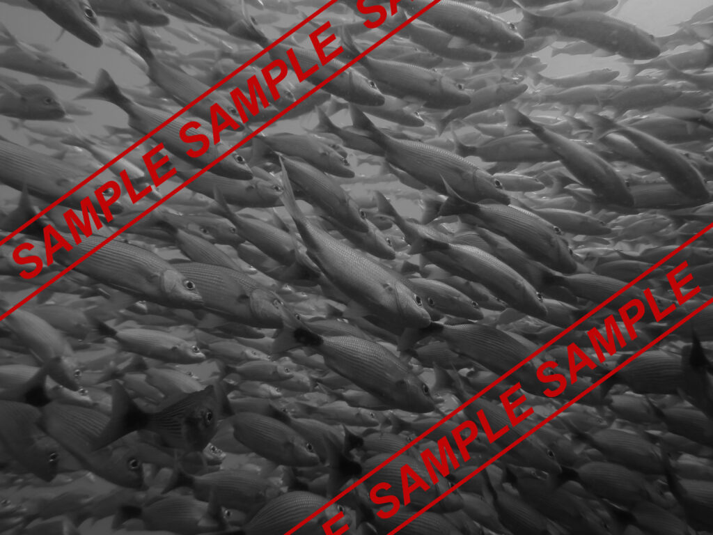 sample, placeholder image